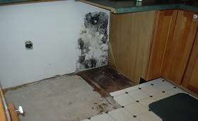 mould in kitchen 1